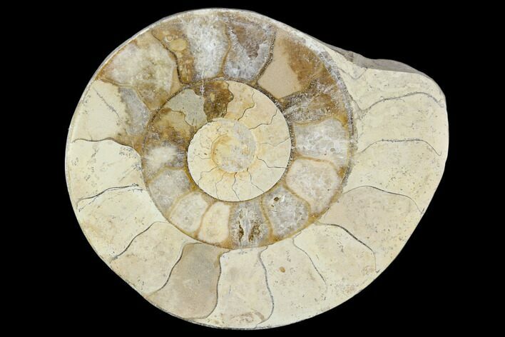Polished Ammonite (Hildoceras) Fossil - England #103991